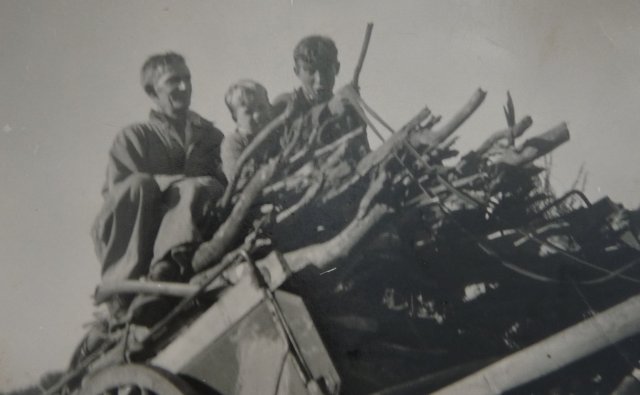 Gordon Morton collecting wood, Rooty Hill, 1954